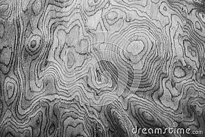 Abstract background from texture of the circumference of the tree in monochrome or black and white tone. Stock Photo