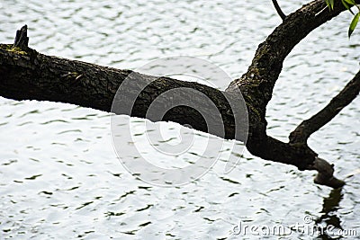 Tree branches relate to water, soft focus Stock Photo