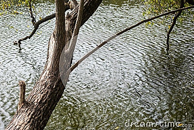 Tree branches relate to water on top Stock Photo