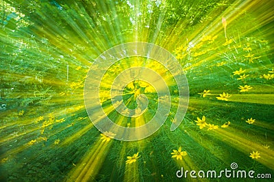 Fantasy Abstract Background of Yellow Coreopsis Flower in Garden Stock Photo