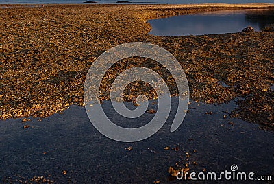 Abstract background - yellow mound of coral pebble and blue transparent smooth water with dark reflection as puddle or lake. Stock Photo