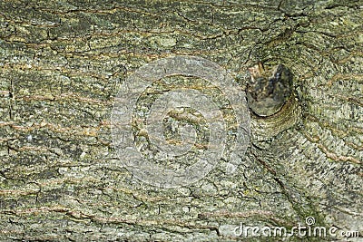 Abstract backgrounds: oak tree pattern with the remainder of an branch Stock Photo