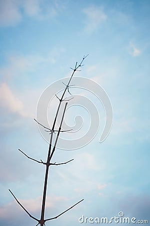 Abstract bamboo Tree branch and sky nature background Stock Photo