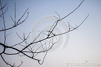 Abstract bare tree branches , Blue sky Stock Photo