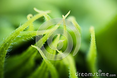 Abstract beautiful green yellow sunflower burgeon developing macro close up in blurred background Stock Photo