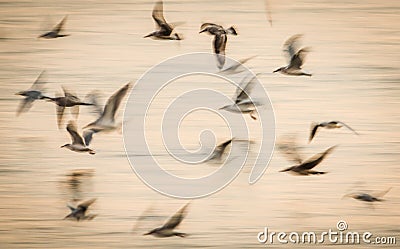 Abstract birds flight speed movement Stock Photo