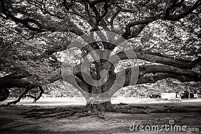 Abstract black and white image Giant tree or Jamjuree tree that landmark location of Kanjanaburi Province. Stock Photo