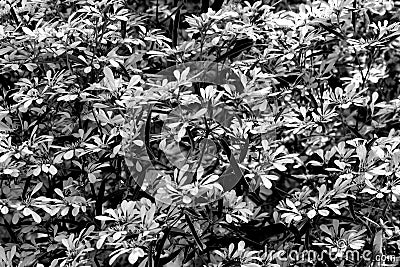 Abstract black and white leaves