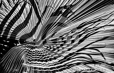 Abstract Black and White Palm Leaf Stock Photo