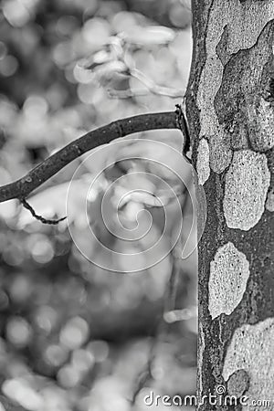 Abstract black and white picture with a Platanus occidentalis American sycamore tree trunk and a branch Stock Photo