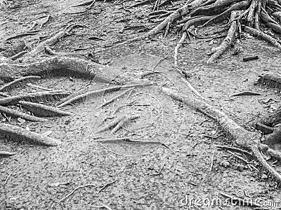 Abstract black and white of tree roots and soil Stock Photo