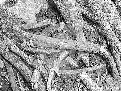 Abstract black and white of tree roots and soil Stock Photo