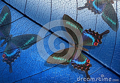 Abstract blue background. bright tropical butterflies on the background of a skeletonized leaf. papilio maackii butterflies. Stock Photo