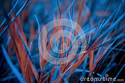 Blue and orange leafs on meadow in closeup view Stock Photo