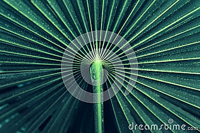 Abstract blue stripes from tropical palm leaf, Stock Photo