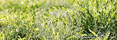 Panorama green grass with dew drops in sunlight on a meadow Stock Photo