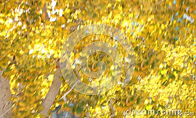 Abstract, blur, backlit bright yellow fall leaves. Stock Photo