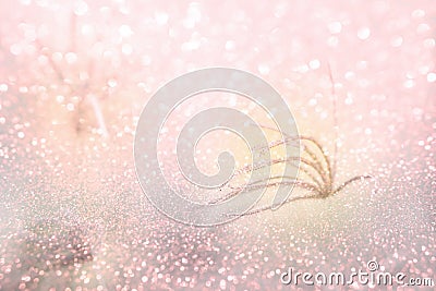 Grass flower field with glitter in spring, sweet soft pink background Stock Photo