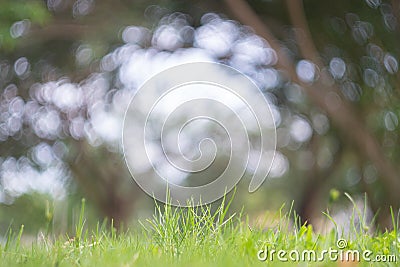 Abstract blur green exercise park in spring outdoor background concept for blurry beautiful nature field, horizon autumn meadow. Stock Photo