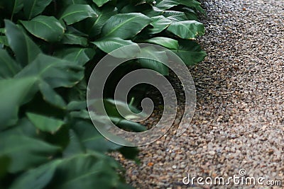 Abstract blur green leaf and stone. Stock Photo