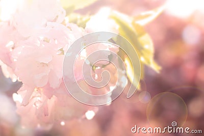 Abstract blur sakura background Stock Photo