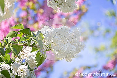 Abstract blurred background of bokeh and blooming white lilacs or syringa branch in springtime. Spring nature Stock Photo