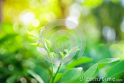 Abstract blurred close up nature of green leaf, natural green pl Stock Photo