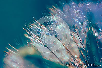 Abstract blurred macro photo of fluffy dandelion in dew drops Stock Photo