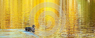 Abstract blurred reflection of autumnal yellow trees with leaves in a pond water with a duck floating on the water Stock Photo