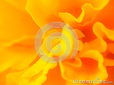 Abstract blurred yellow-orange flower texture Stock Photo