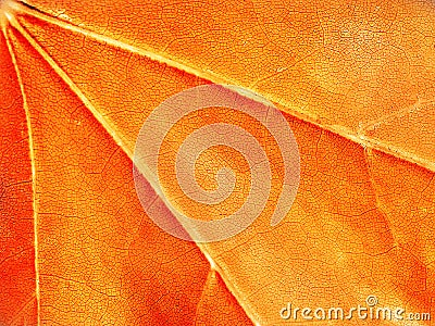 Red and orange background, maple leaf, macro, close-up Stock Photo