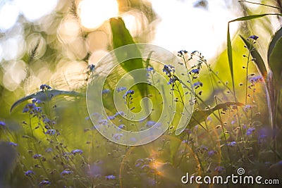 Abstract bright blurred background with spring and summer with small blue flowers and plants. With beautiful bokeh in the sunlight Stock Photo