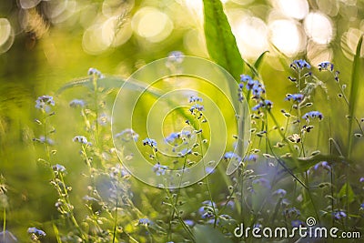 Abstract bright blurred background with spring and summer small blue flowers and plants. With beautiful bokeh in the sunlight Stock Photo