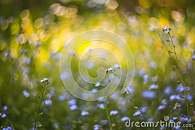 Abstract bright blurred background with spring and summer with small blue flowers and plants. With beautiful bokeh in the sunlight Stock Photo