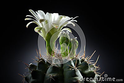 Abstract Cactus Island Paradise Stock Photo