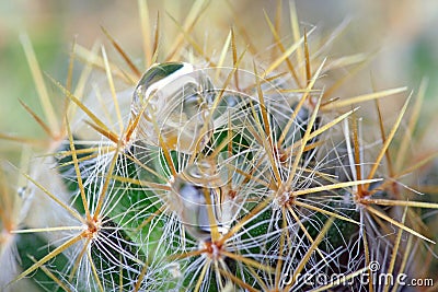 Abstract cactus spikes Stock Photo