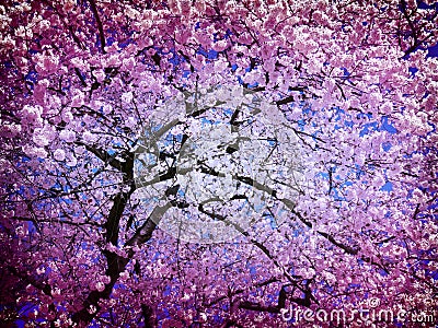 Abstract Cherry Blossom Tree in April Stock Photo