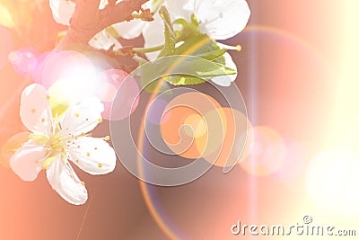 Abstract Cherry flowers background Stock Photo