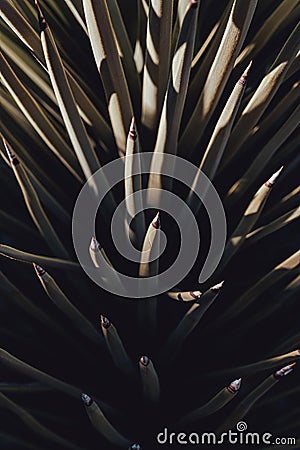 Abstract close-up background of a Mojave Yucca, and Cacti in high desert of Joshua Tree National Park Stock Photo