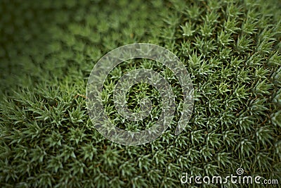 Abstract close-up of a cactus cover Stock Photo