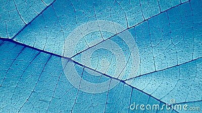 Abstract closeup of a blue leaf texture background Stock Photo