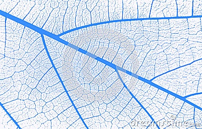 Abstract closeup of a blue and white leaf texture background Stock Photo