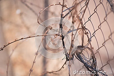 Messy Abstract Barbed Wire Fencing Stock Photo