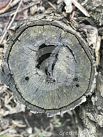 abstract closeup monochrome view of old textured dry damaged stump of cut tree in forest Stock Photo