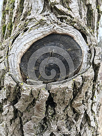 Abstract closeup monochrome view of old textured dry damaged stump of cut tree in forest Stock Photo