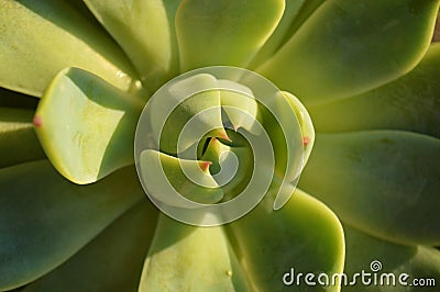 Abstract Closeup Succulent Plant Stock Photo
