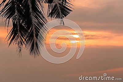 Abstract coconut leaf on the sunset background with copy space. Stock Photo