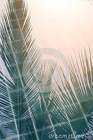 Abstract coconut leaves reflecting on swimming pool surface Stock Photo