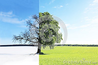 Abstract collage with mixed different sides of tree with changing seasons from summer to winter Stock Photo