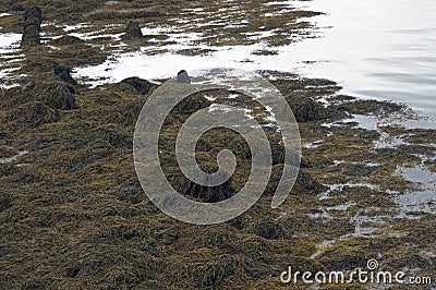 Abstract collection of plant life at edge of ocean Stock Photo